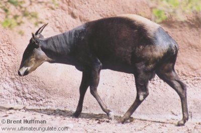 Yellow-backed duiker YellowBacked Duiker Facts History Useful Information and Amazing