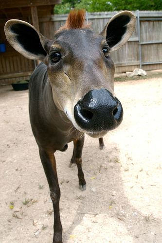 Yellow-backed duiker Yellowbacked duikers are the most abundant of all duiker species