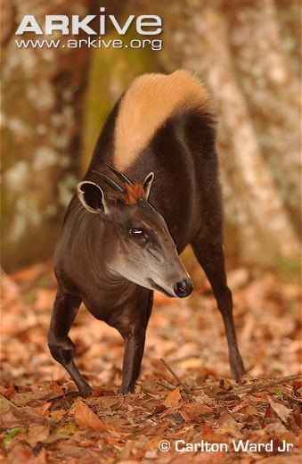 Yellow-backed duiker cdn1arkiveorgmedia11117BE43F4B574D13AE6BC