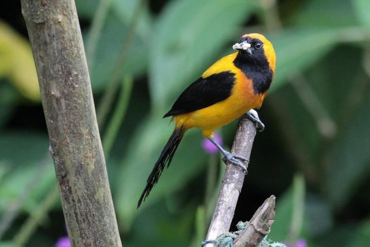 Yellow-backed oriole Yellowbacked Oriole Icterus chrysater videos photos and sound