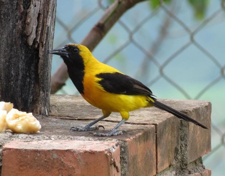 Yellow-backed oriole Yellowbacked Oriole Icterus chrysater videos photos and sound