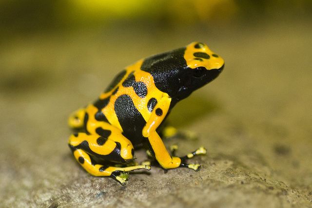 Yellow-banded poison dart frog Amphibians The World Zoo South America