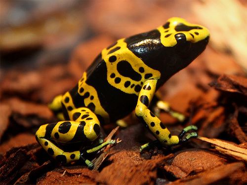 Yellow-banded poison dart frog httpssmediacacheak0pinimgcomoriginalsbf