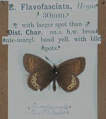 Yellow-banded ringlet httpsuploadwikimediaorgwikipediacommonsthu