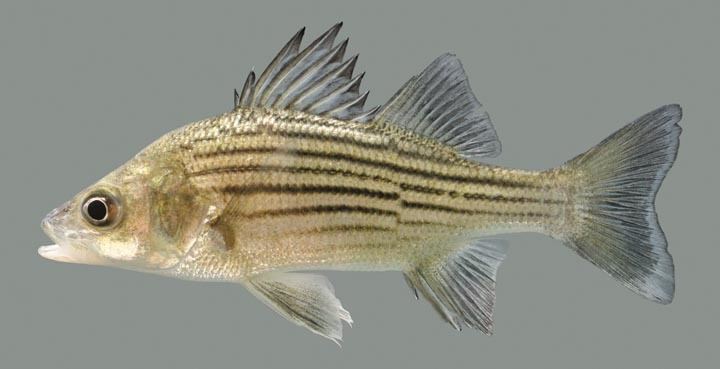 Yellow bass Kentucky Department of Fish Wildlife Yellow Bass