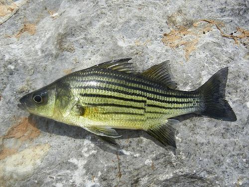 Yellow bass yellow bass Morone mississippiensis Freshwater Fishes
