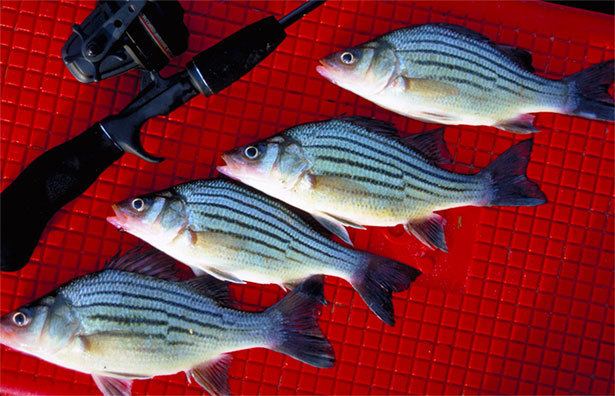 Yellow bass Good Things in Small Packages Fishing for Yellow Bass Outdoor Channel