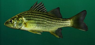 Yellow bass Yellow Bass Outdoor Alabama