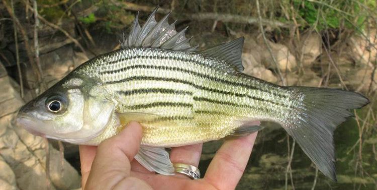 Yellow bass Yellow Bass HookedAZ Arizona Fishing Community