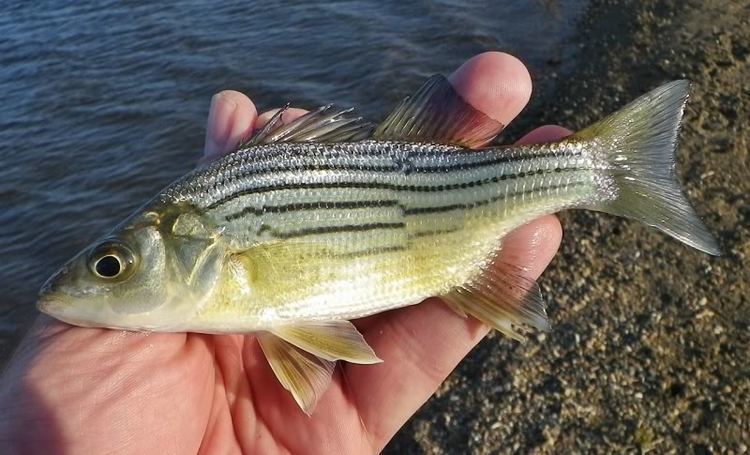 Yellow bass Yellow Bass HookedAZ Arizona Fishing Community