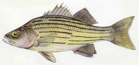 Yellow bass Yellow Bass