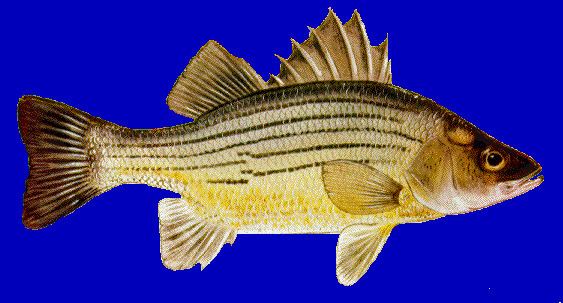 Yellow bass tpwdtexasgovfishboatfishimagesinlandspecies