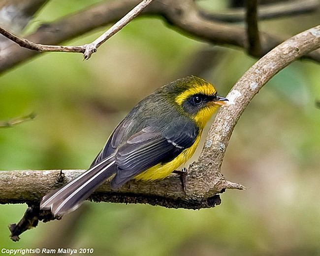 Yellow bellied fantail - Alchetron, The Free Social Encyclopedia