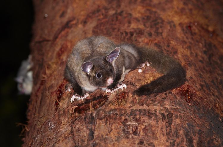 Yellow-bellied glider Buy Yellowbellied Glider Image Online Print Canvas Photos