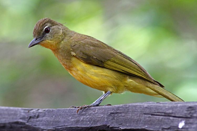 Yellow-bellied greenbul Yellowbellied Greenbul Chlorocichla flaviventris Flickr