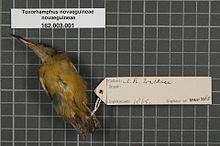 Yellow-bellied longbill httpsuploadwikimediaorgwikipediacommonsthu