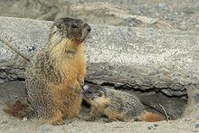 Yellow-bellied marmot httpsuploadwikimediaorgwikipediacommonsthu