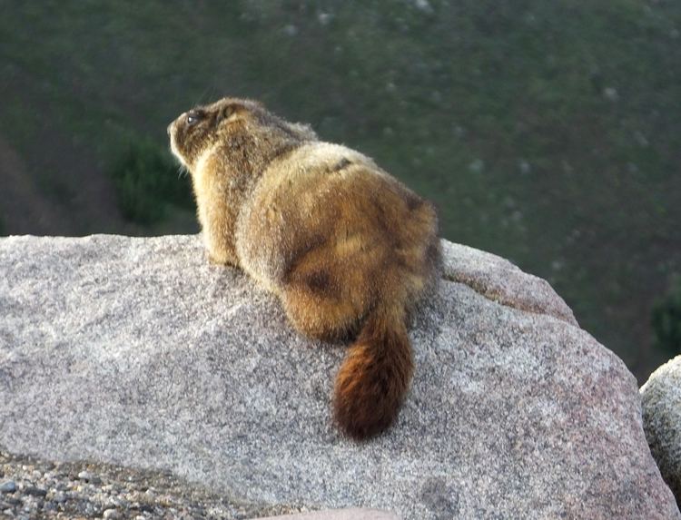 Yellow-bellied marmot Yellowbellied marmot The Life of Your Time