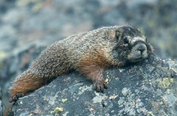 Yellow-bellied marmot The YellowBellied Marmot On Wild About Utah UPR Utah Public Radio