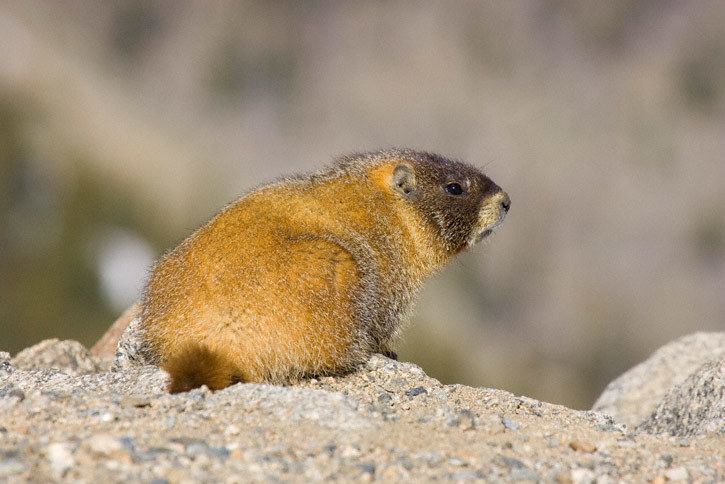Yellow-bellied marmot Yellowbellied Marmot Marmota flaviventris