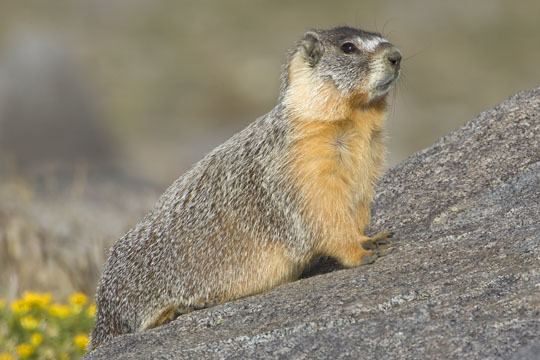 Yellow-bellied marmot photographs by Mark Chappell
