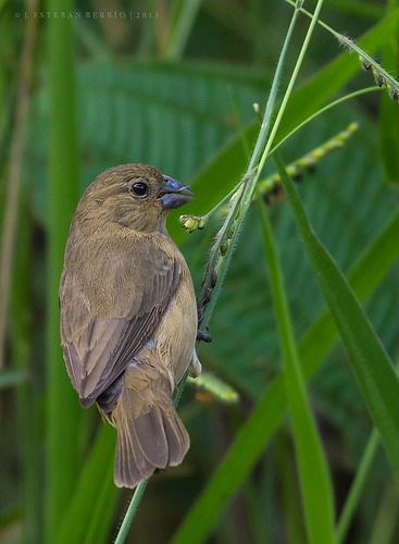 Yellow-bellied seedeater Flickriver Most interesting photos tagged with yellowbelliedseedeater