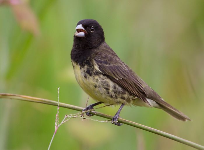 Yellow-bellied seedeater yellowbellied seedeater espiguero corbatita amarillo Esp