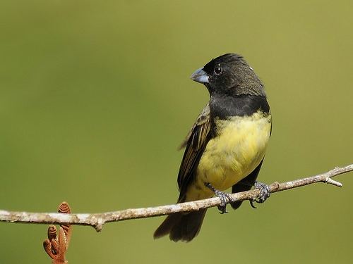Yellow-bellied seedeater farm8staticflickrcom740713986535028fe4535c18
