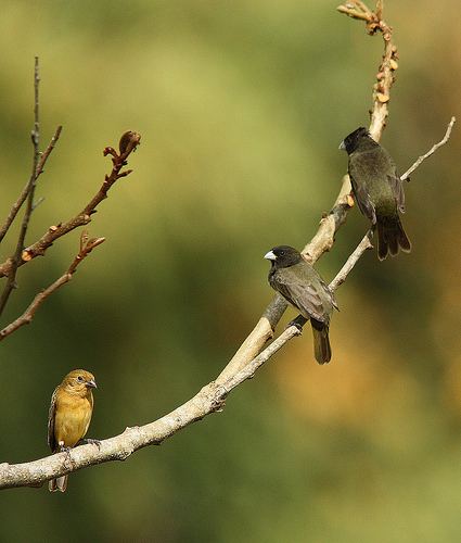 Yellow-bellied seedeater Flickriver Searching for photos matching yellowbellied seedeater