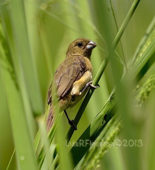 Yellow-bellied seedeater Yellowbellied Seedeater Sporophila nigricollis A female perched