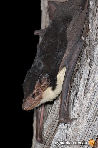 Yellow bellied sheath tailed bat - Alchetron, the free social encyclopedia