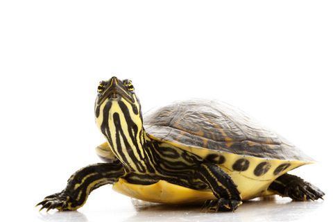 Yellow-bellied slider 17 Best ideas about Yellow Bellied Slider on Pinterest Turtle