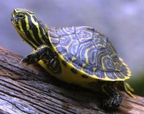 Yellow-bellied slider 17 Best ideas about Yellow Bellied Slider on Pinterest Turtle