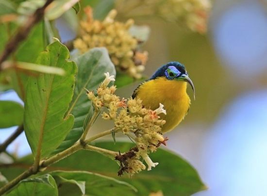 Yellow-bellied sunbird-asity Yellowbellied SunbirdAsity BirdForum Opus