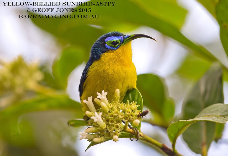 Yellow-bellied sunbird-asity Yellowbellied SunbirdAsity Neodrepanis hypoxantha Barraimaging
