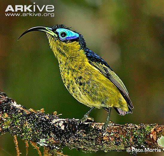 Yellow-bellied sunbird-asity Yellowbellied asity videos photos and facts Neodrepanis