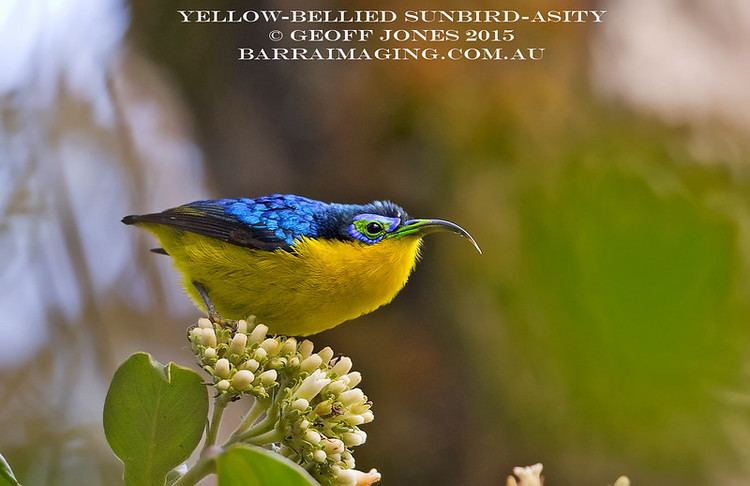 Yellow-bellied sunbird-asity Yellowbellied SunbirdAsity Neodrepanis hypoxantha Barraimaging
