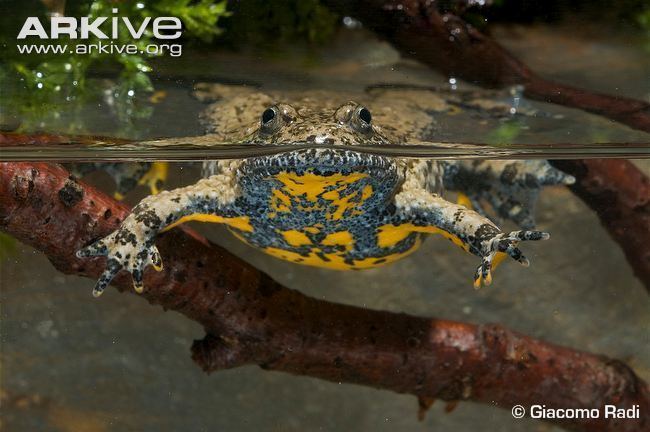 Yellow-bellied toad Appenine yellowbellied toad photo Bombina pachypus G100263 ARKive