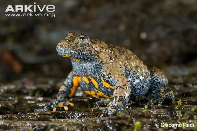 Yellow-bellied toad Appenine yellowbellied toad videos photos and facts Bombina