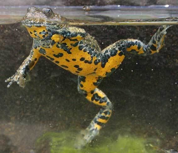 Yellow-bellied toad What do Yellowbellied toad eat What do animals eat Find out here