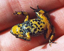 Yellow-bellied toad Yellowbellied toad Wikipedia