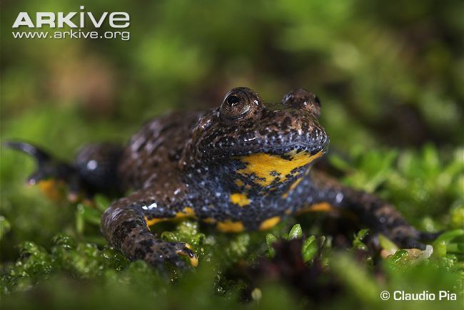 Yellow-bellied toad Appenine yellowbellied toad photo Bombina pachypus G76456 ARKive