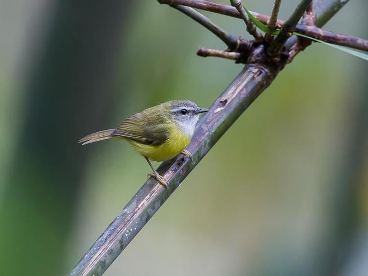 Yellow-bellied warbler Yellowbellied Warbler Abroscopus superciliaris videos photos and