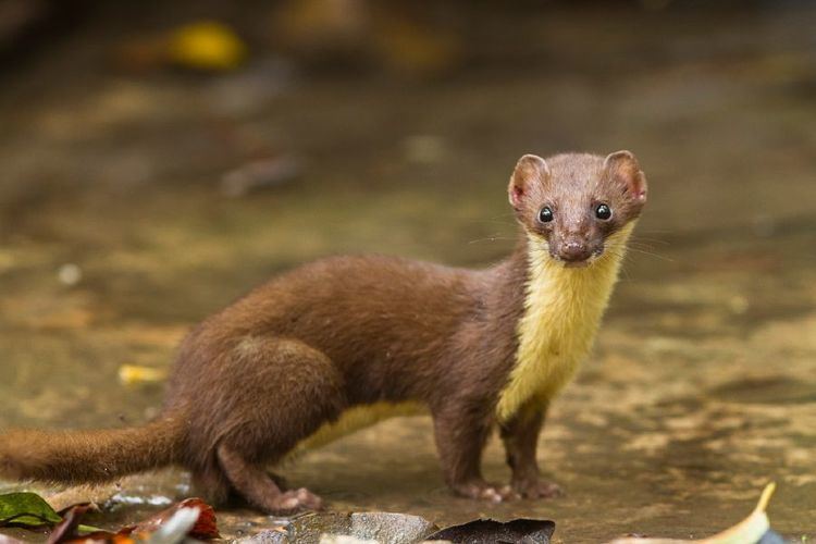 Yellow-bellied weasel Wildlife Thailand Yellow Marten I reckon Wildlife of Thailand