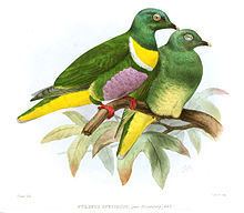 Yellow-bibbed fruit dove httpsuploadwikimediaorgwikipediacommonsthu
