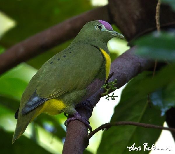 Yellow-bibbed fruit dove Yellowbibbed Fruit Dove Papua New Guinea remote Bird images