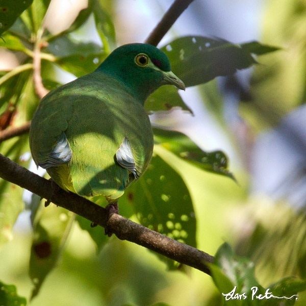 Yellow-bibbed fruit dove Yellowbibbed Fruit Dove West Papua New Guinea Bird images from