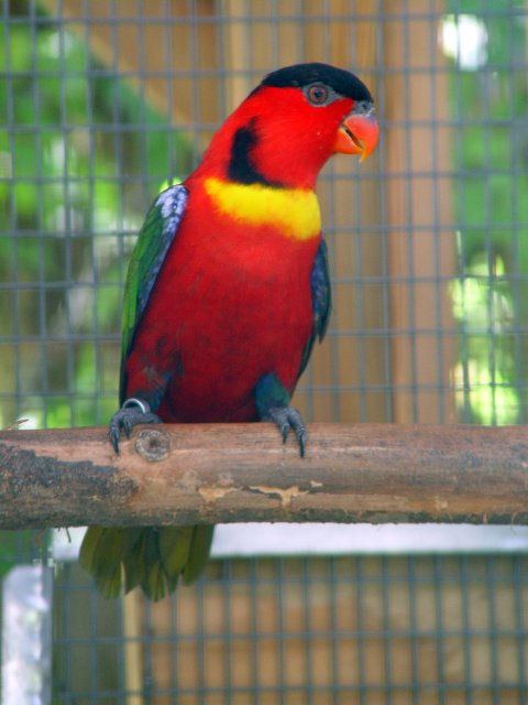 Yellow-bibbed lory Loriinae Exotics Yellowbibbed Lory