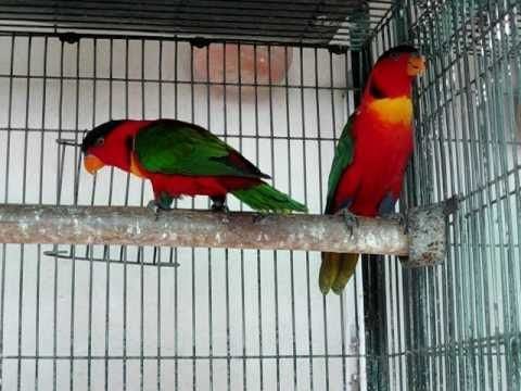 Yellow-bibbed lory Yellow bibbed Lory Lorius chlorocercus biology and breeding by