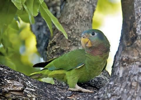 Yellow-billed amazon More on Amazona collaria Yellowbilled Parrot